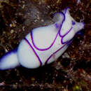 Image of <i>Haminoea cyanomarginata</i>