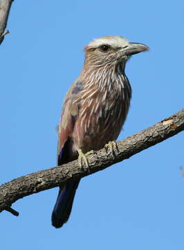 Image of Purple Roller