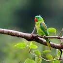 Image of Blue-naped Parrot