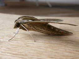 Image of Vine Hawk-Moth