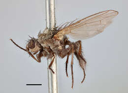 Image of Seaweed Flies