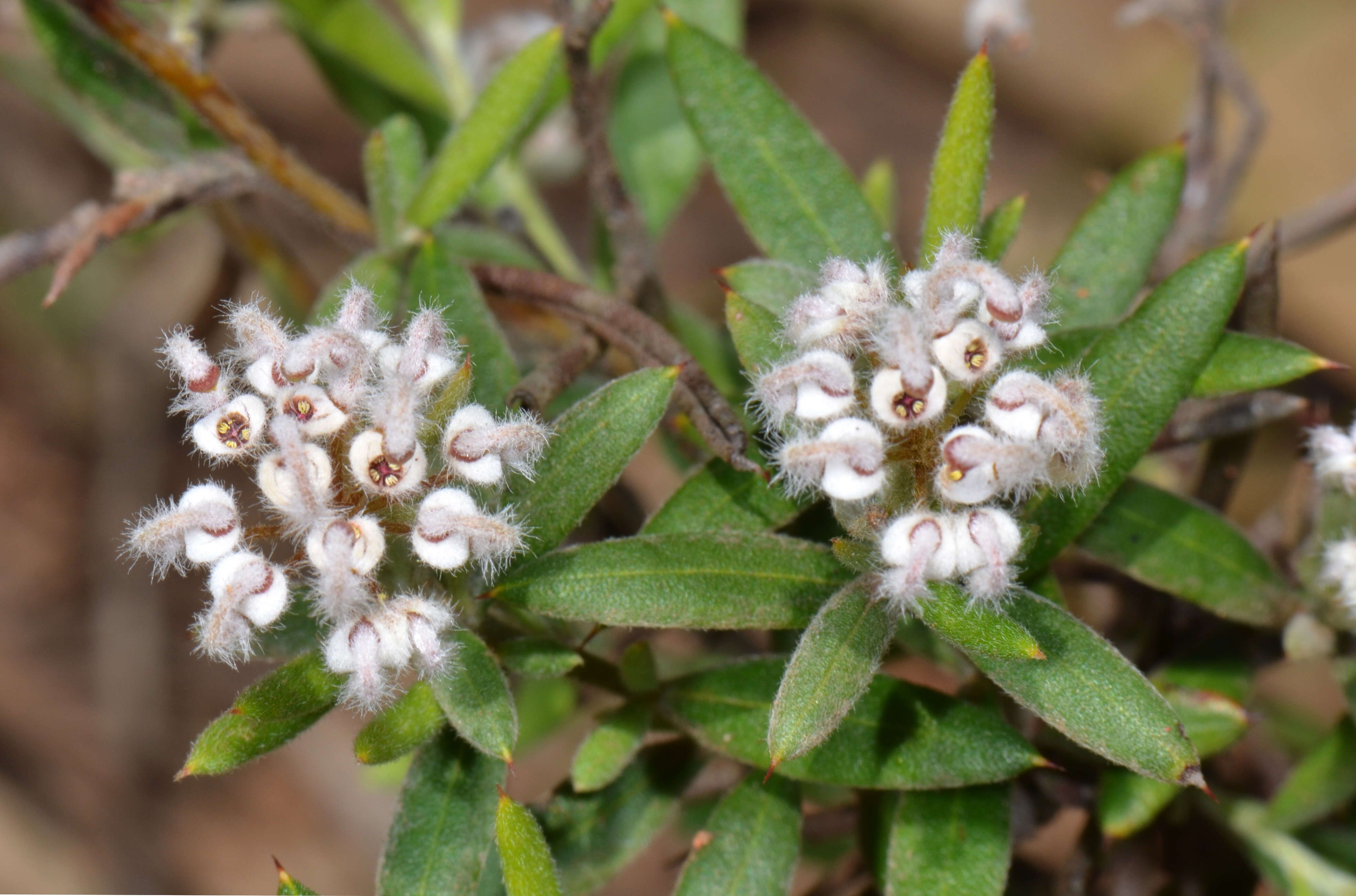 Image of Grevillea hislopii Olde & Marriott