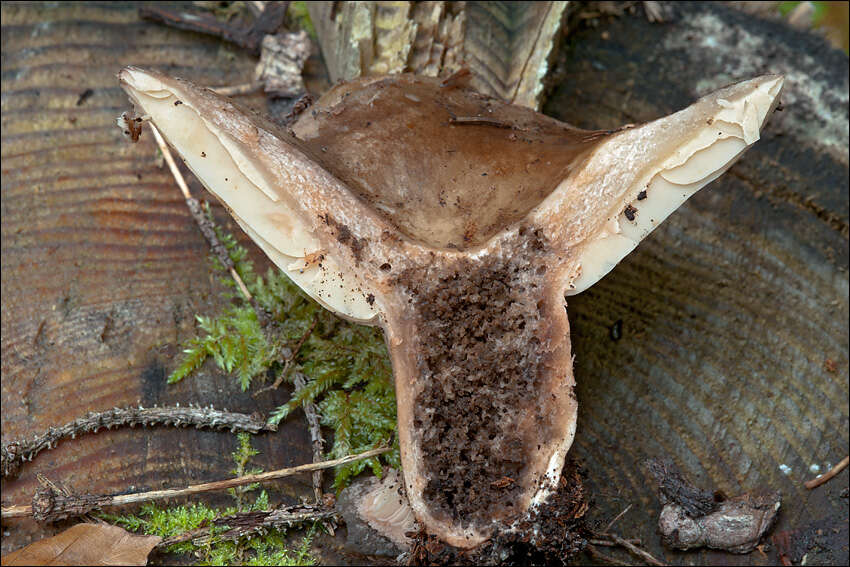 Image of Russula adusta (Pers.) Fr. 1838