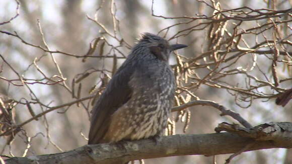 Image of Brown-eared Bulbul