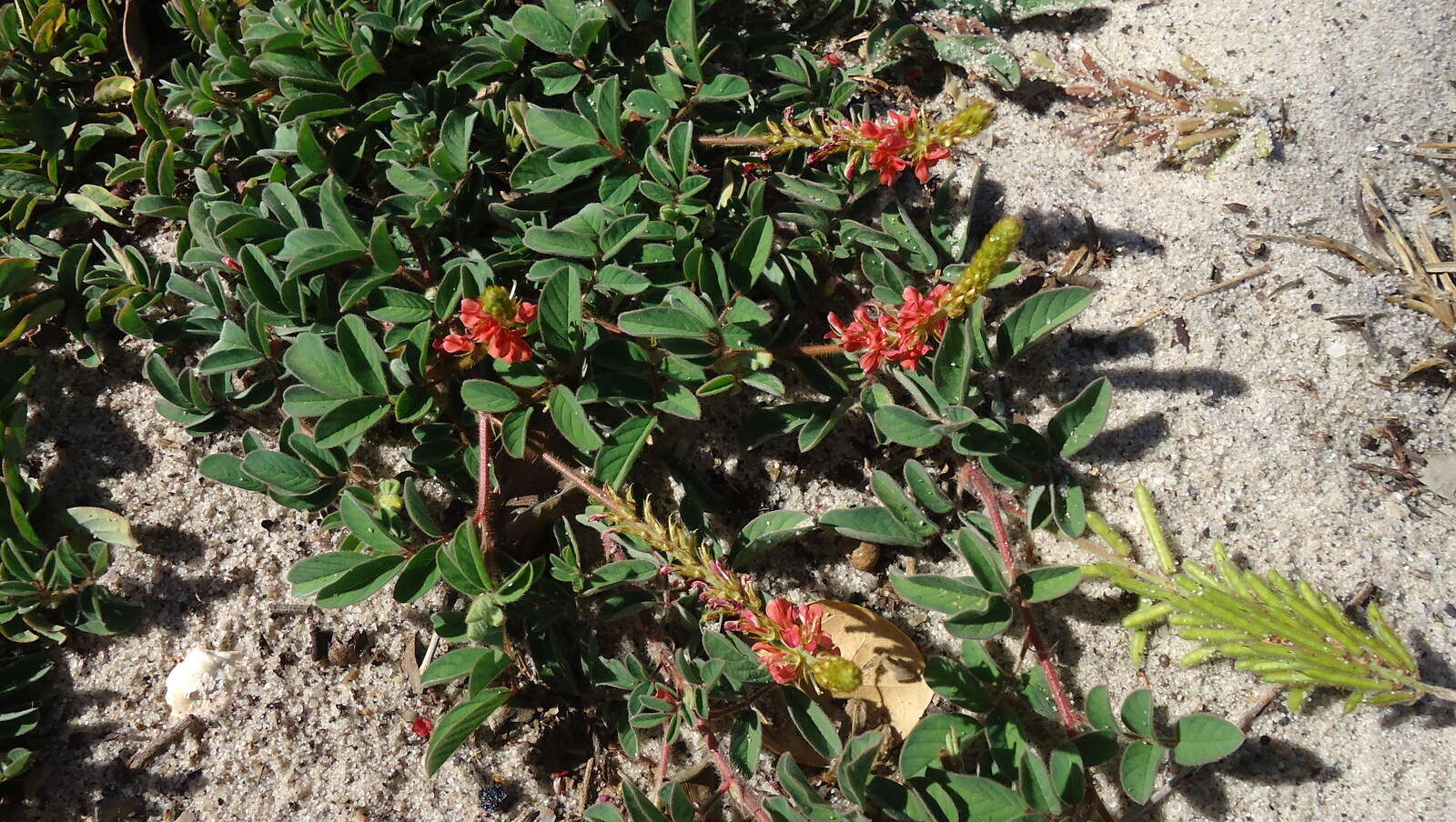 Слика од Indigofera hirsuta L.