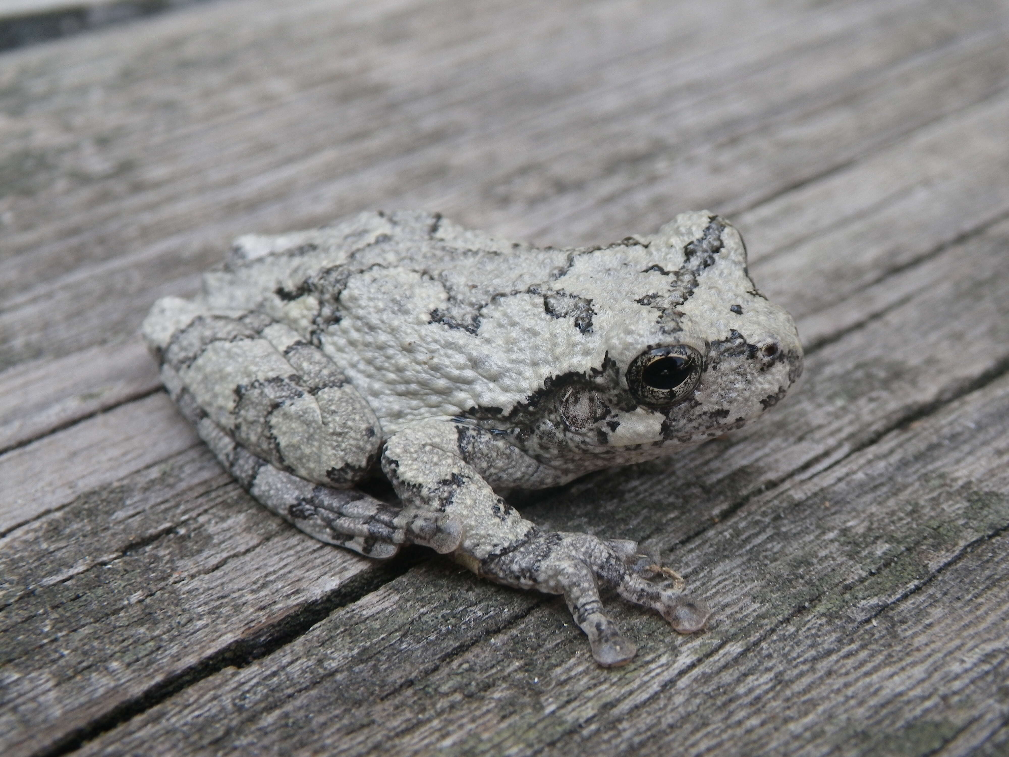 Image of Cope's Gray Treefrog