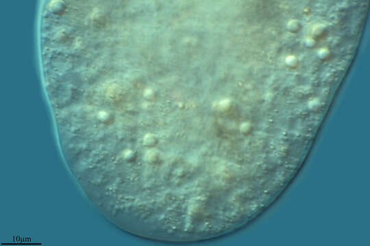 Image of Pelomyxidae