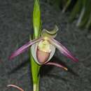 Image of Phragmipedium lemoinierianum