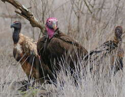 Image of White-backed Vulture