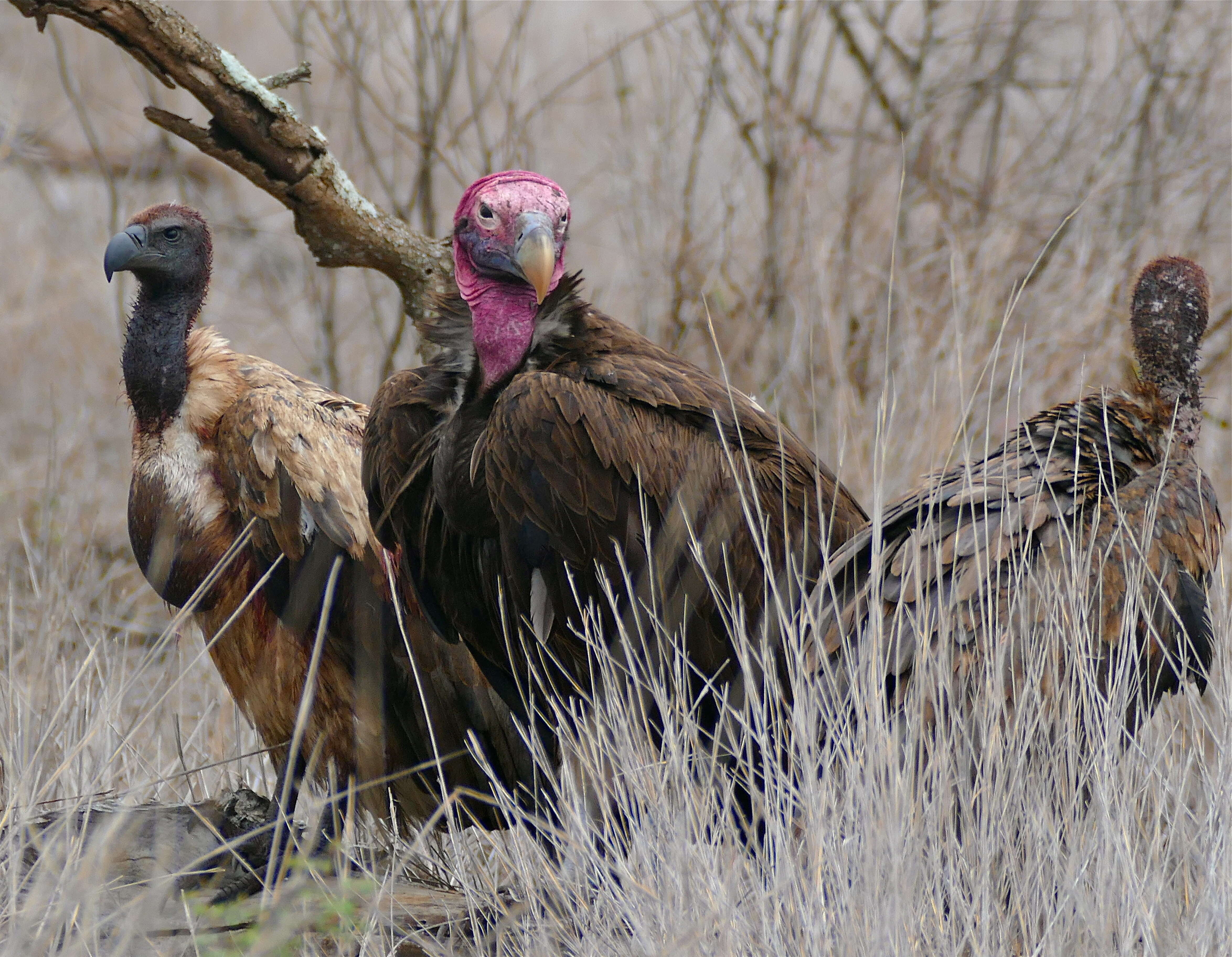 Image of White-backed Vulture