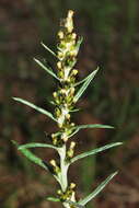 Image of heath cudweed