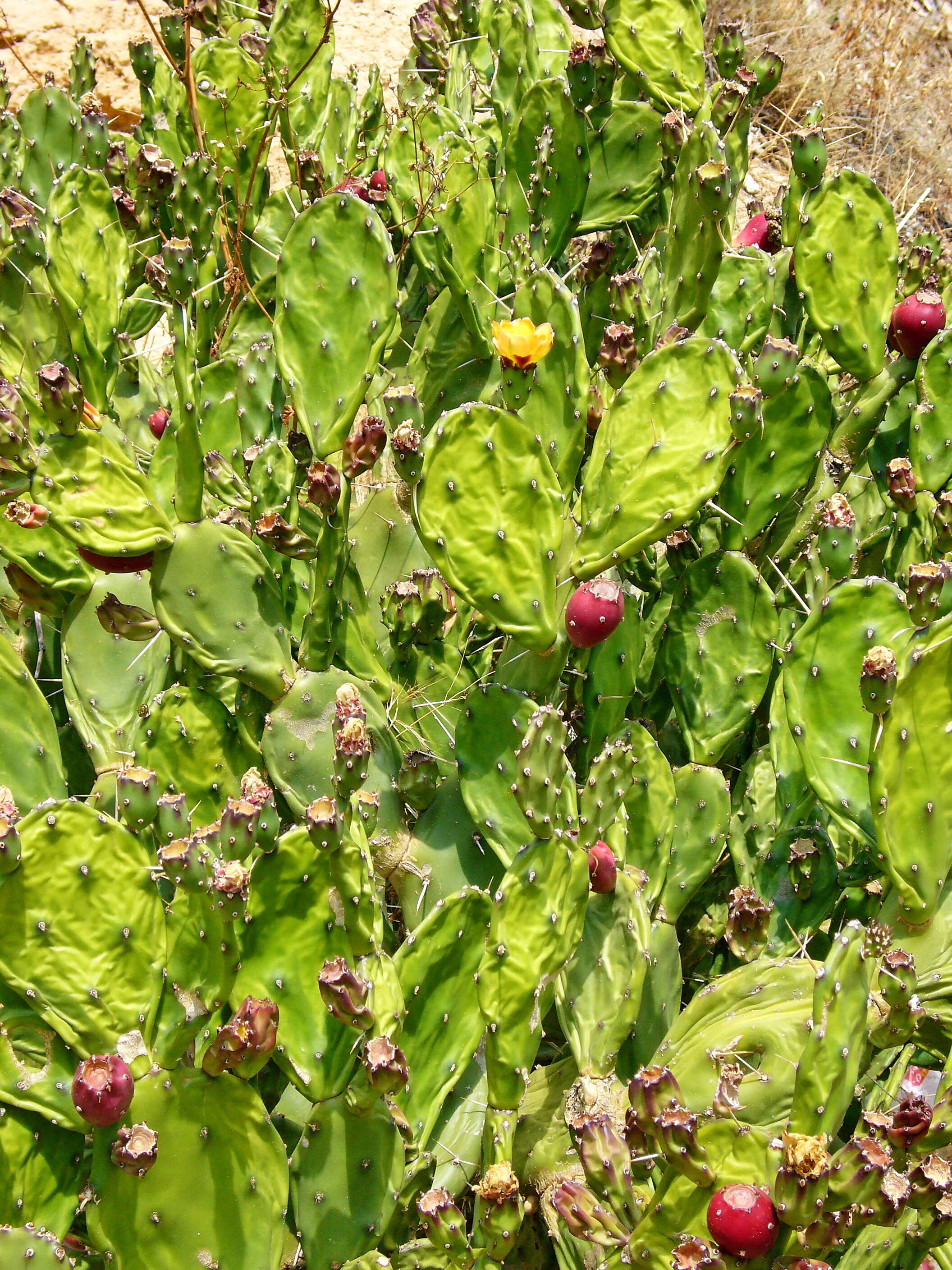 Imagem de Opuntia ficus-indica (L.) Mill.