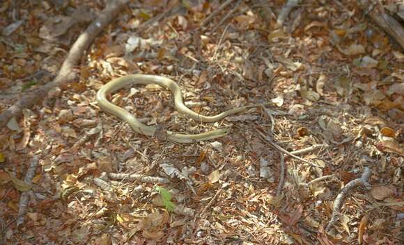 Image of Malagasy hognose snake