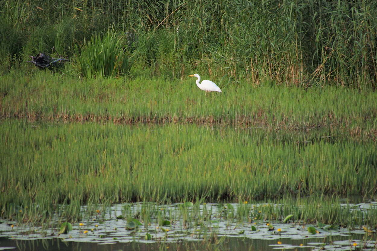 Image of Ardea Linnaeus 1758