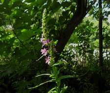 Image of loosestrife