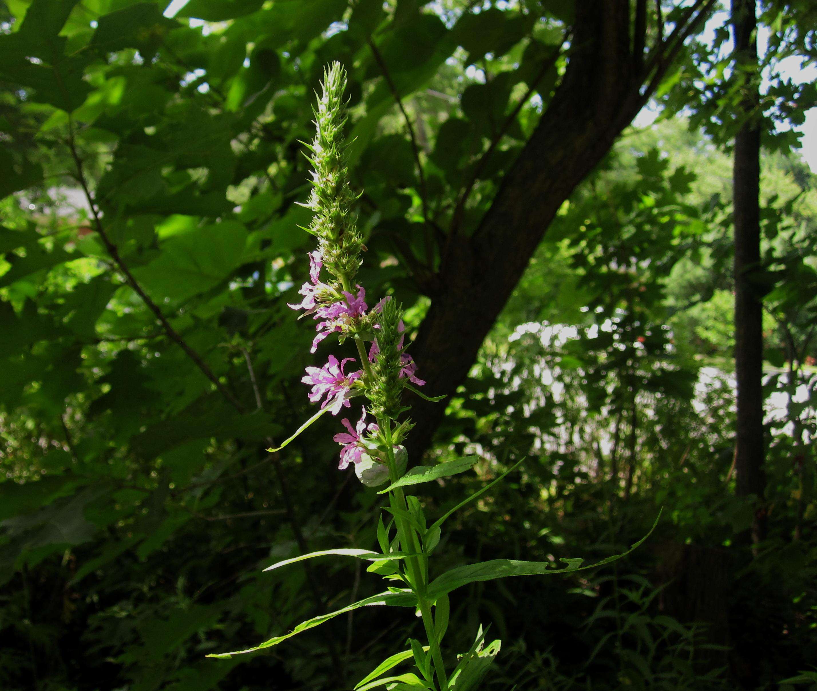 Image of loosestrife