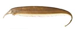 Image of ghost knifefishes