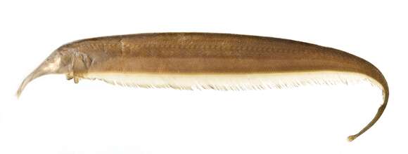 Image of Sternarchorhynchus
