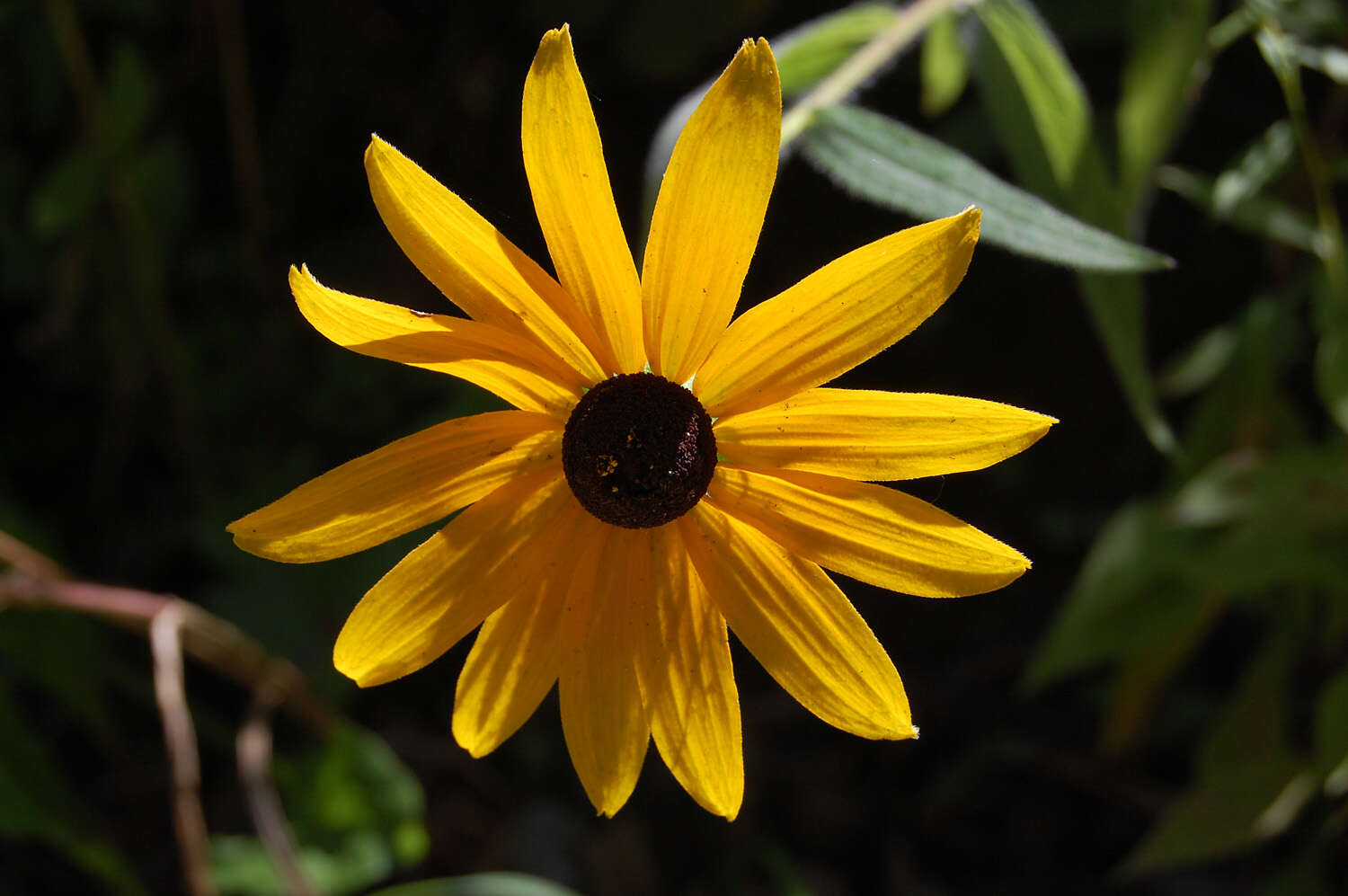 Image of coneflower