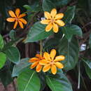 Image of Gardenia carinata Wall. ex Roxb.