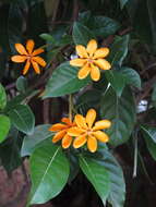 Image of gardenia