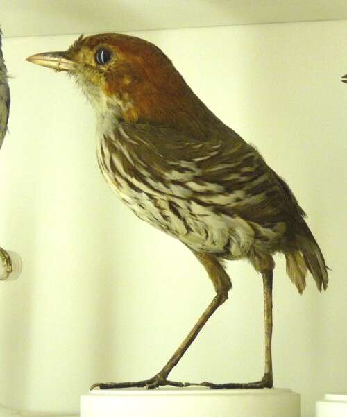 Image of antpittas