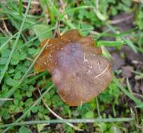 Image of waxcaps (fungi)