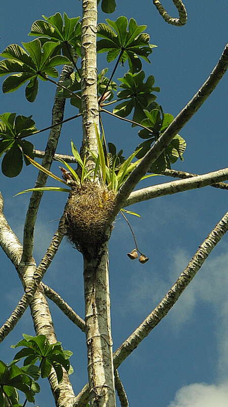Image of Coryanthes speciosa Hook.