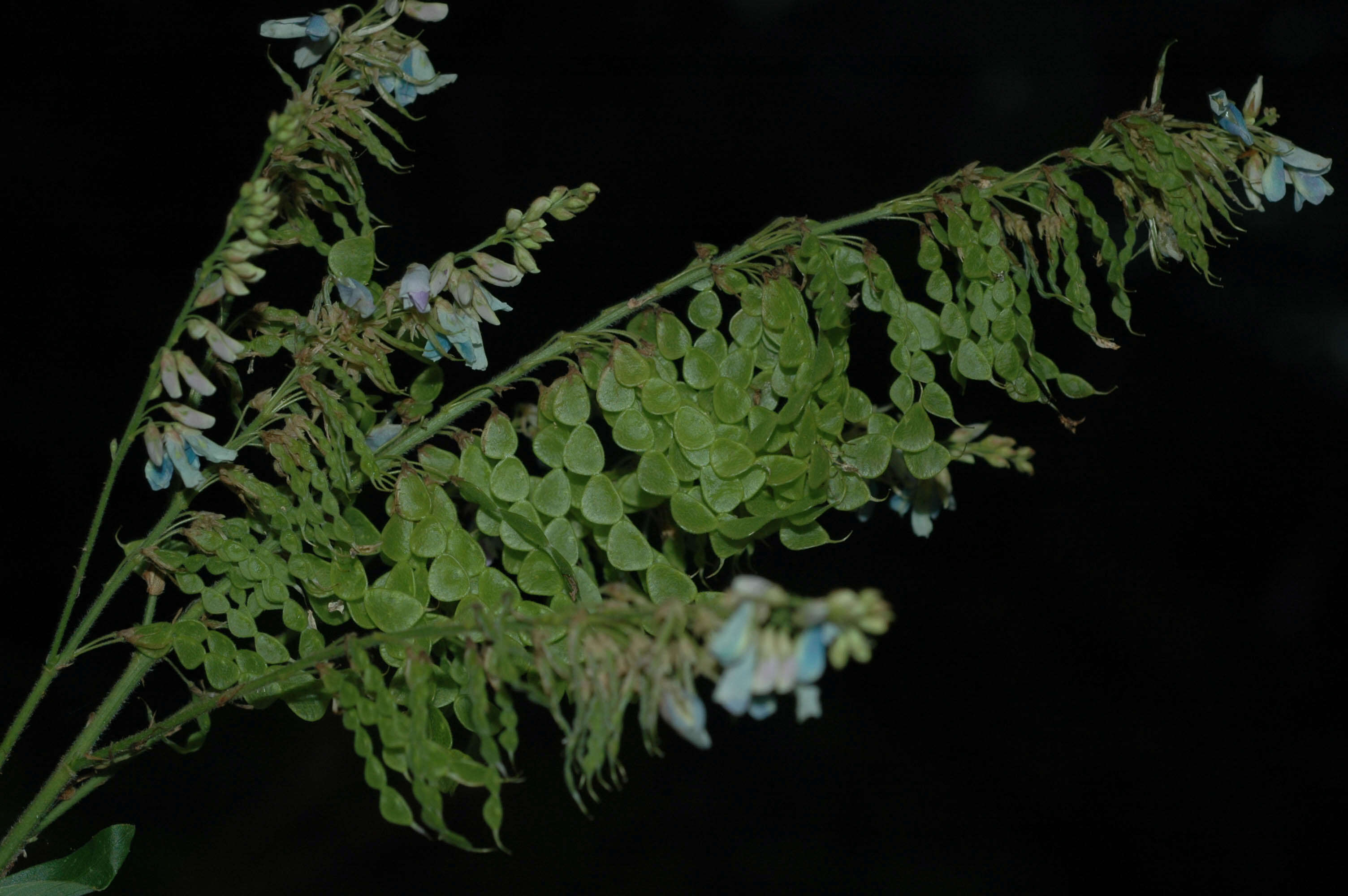 Imagem de Desmodium cajanifolium (Kunth) DC.