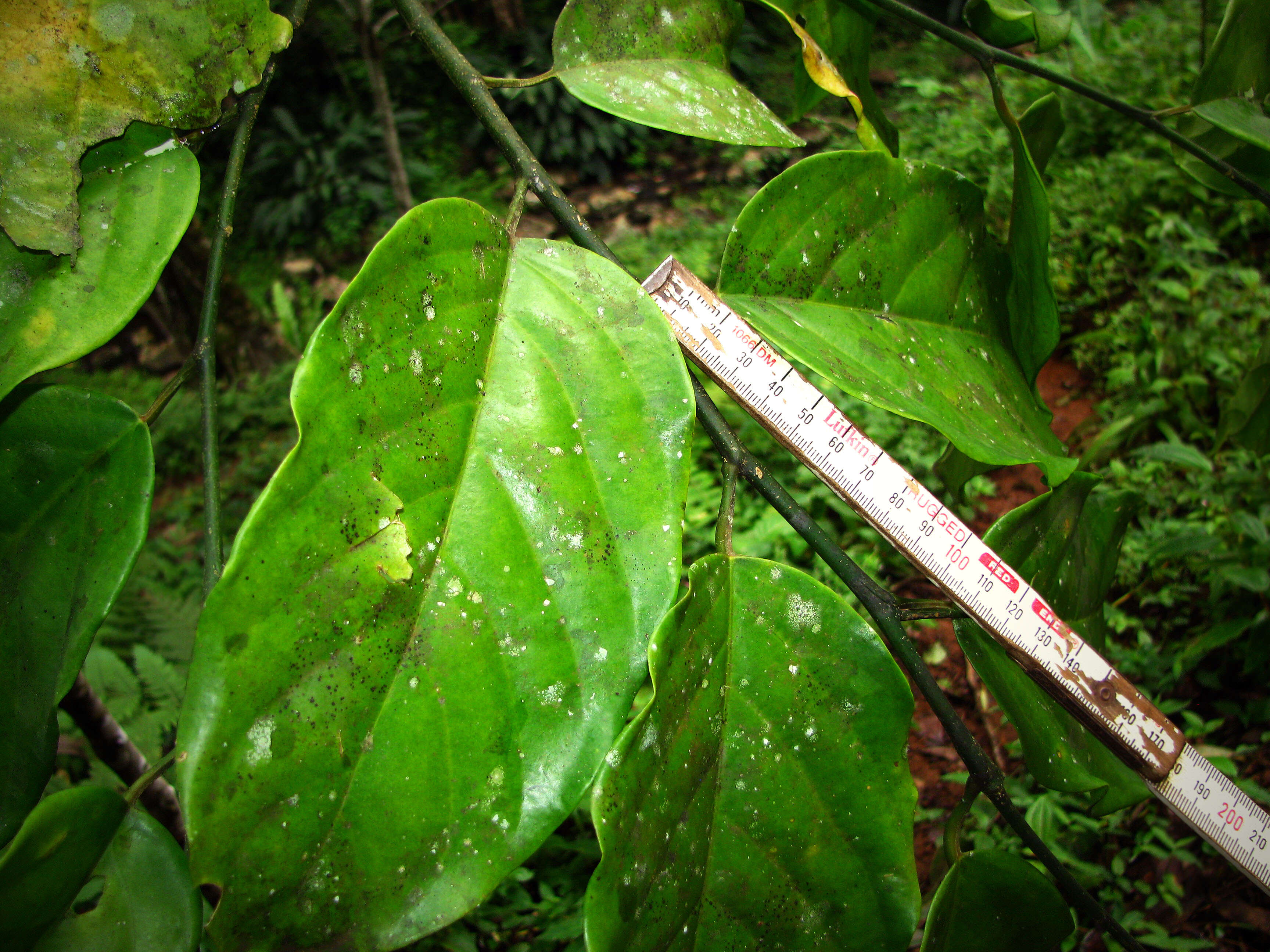 Image of Strombosia