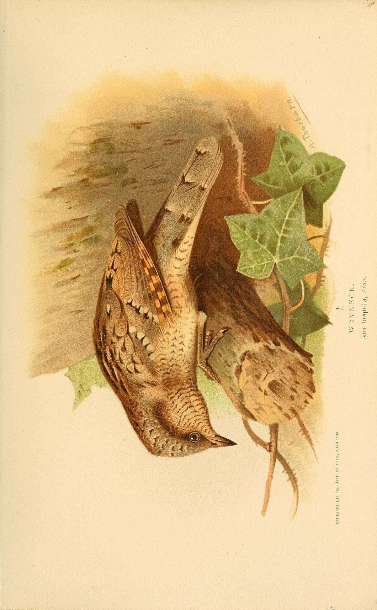 Image of Wryneck