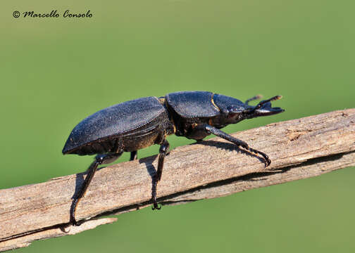 Dorcus parallelipipedus (Linnaeus 1758)的圖片