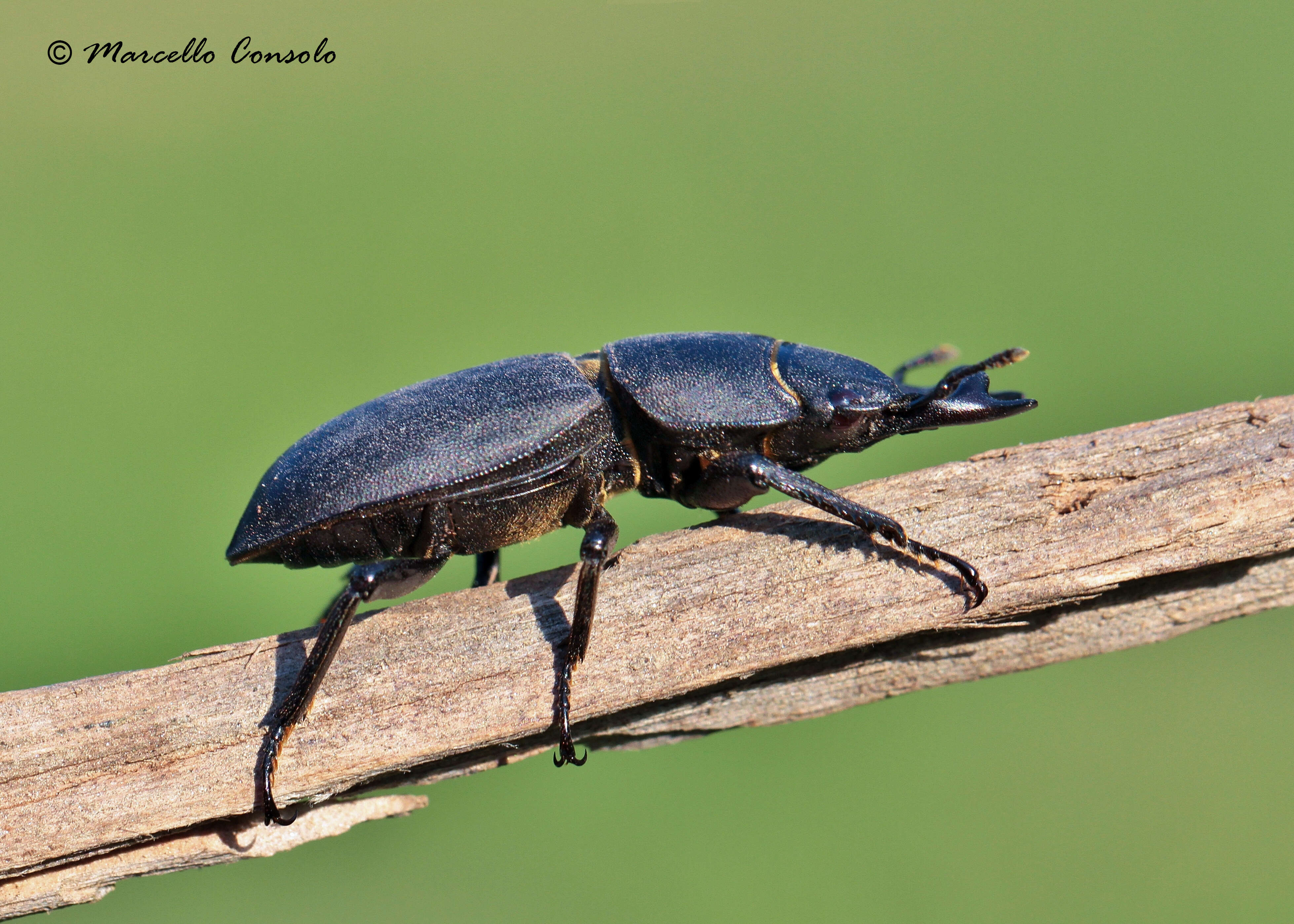 Image of Dorcus parallelipipedus (Linnaeus 1758)