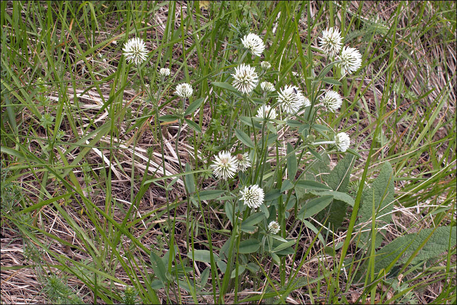 Plancia ëd Trifolium montanum L.