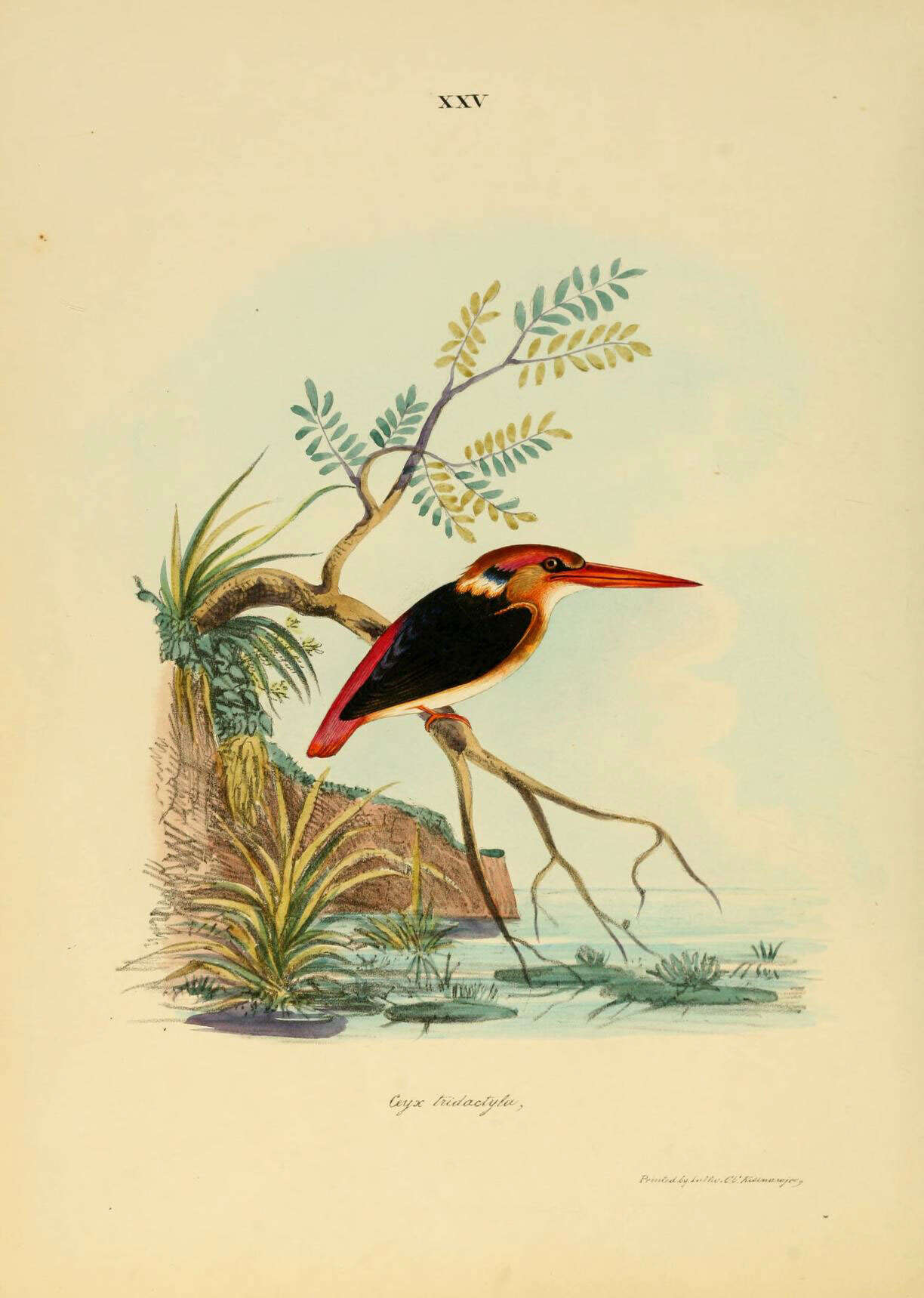 Image of Ceyx Lacépède 1799