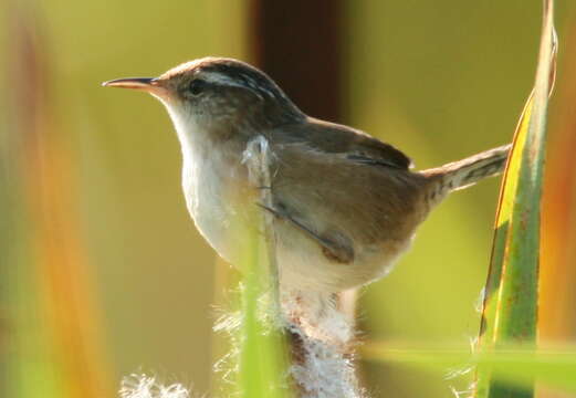 Image of Marsh Wren