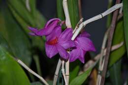 Image of Dendrobium glomeratum Rolfe