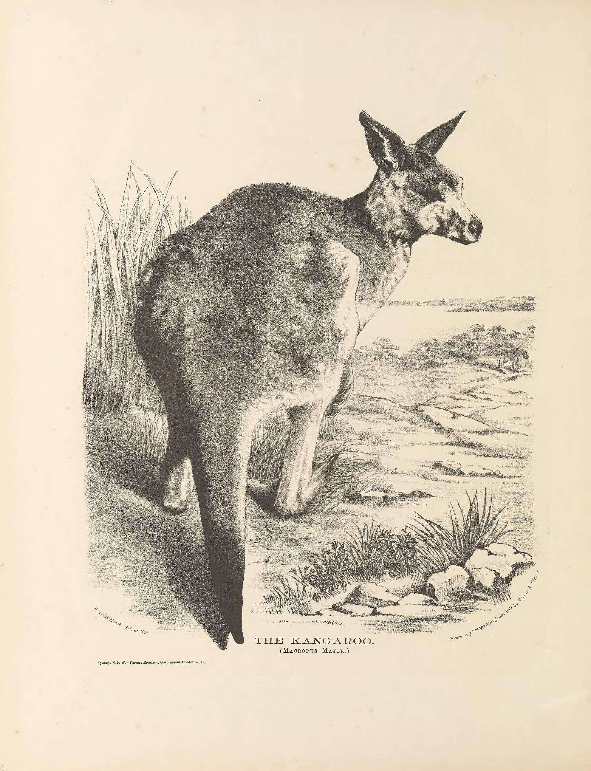 Image of kangaroo