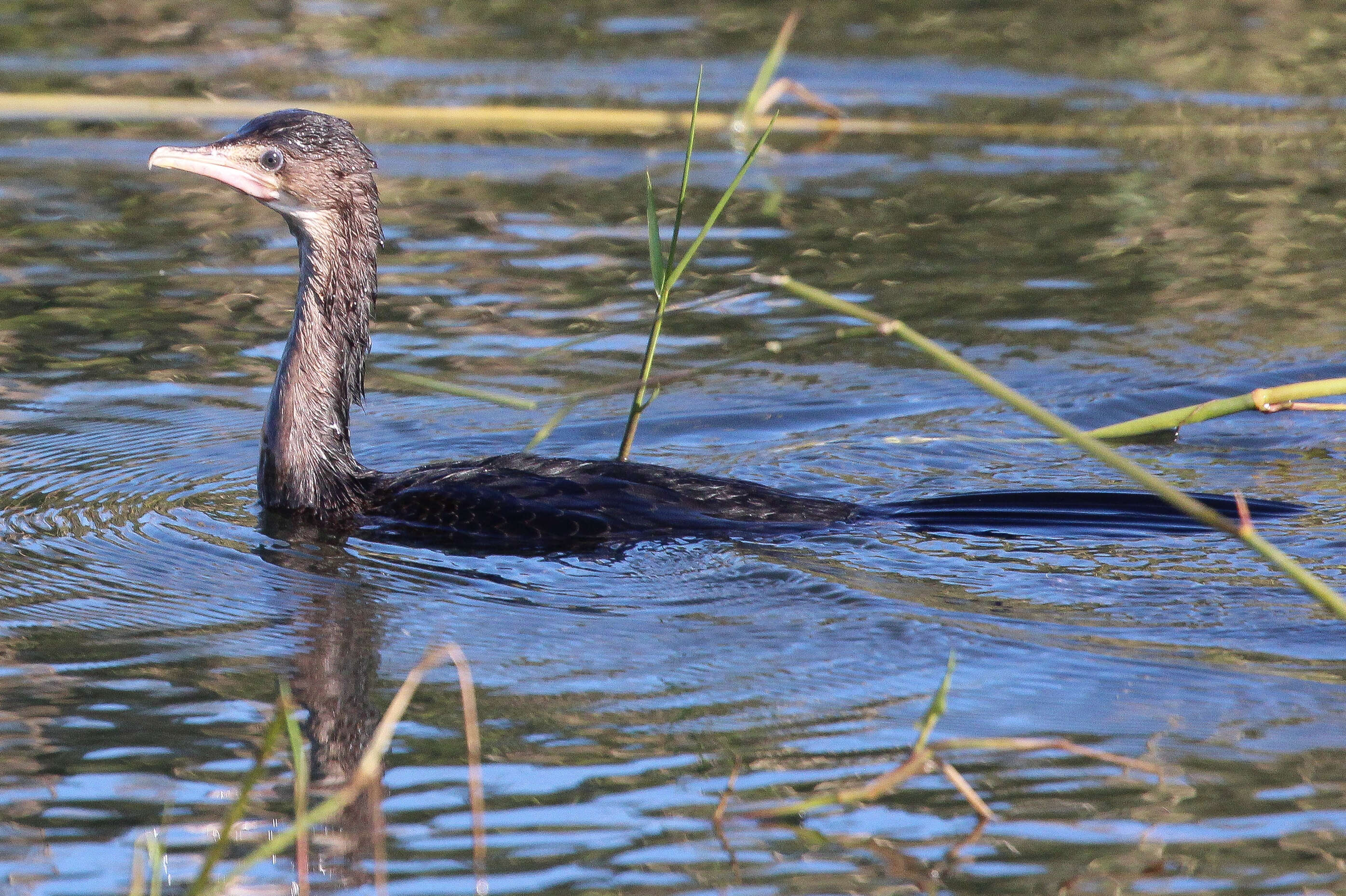 صورة <i>Phalacrocorax africanus</i>