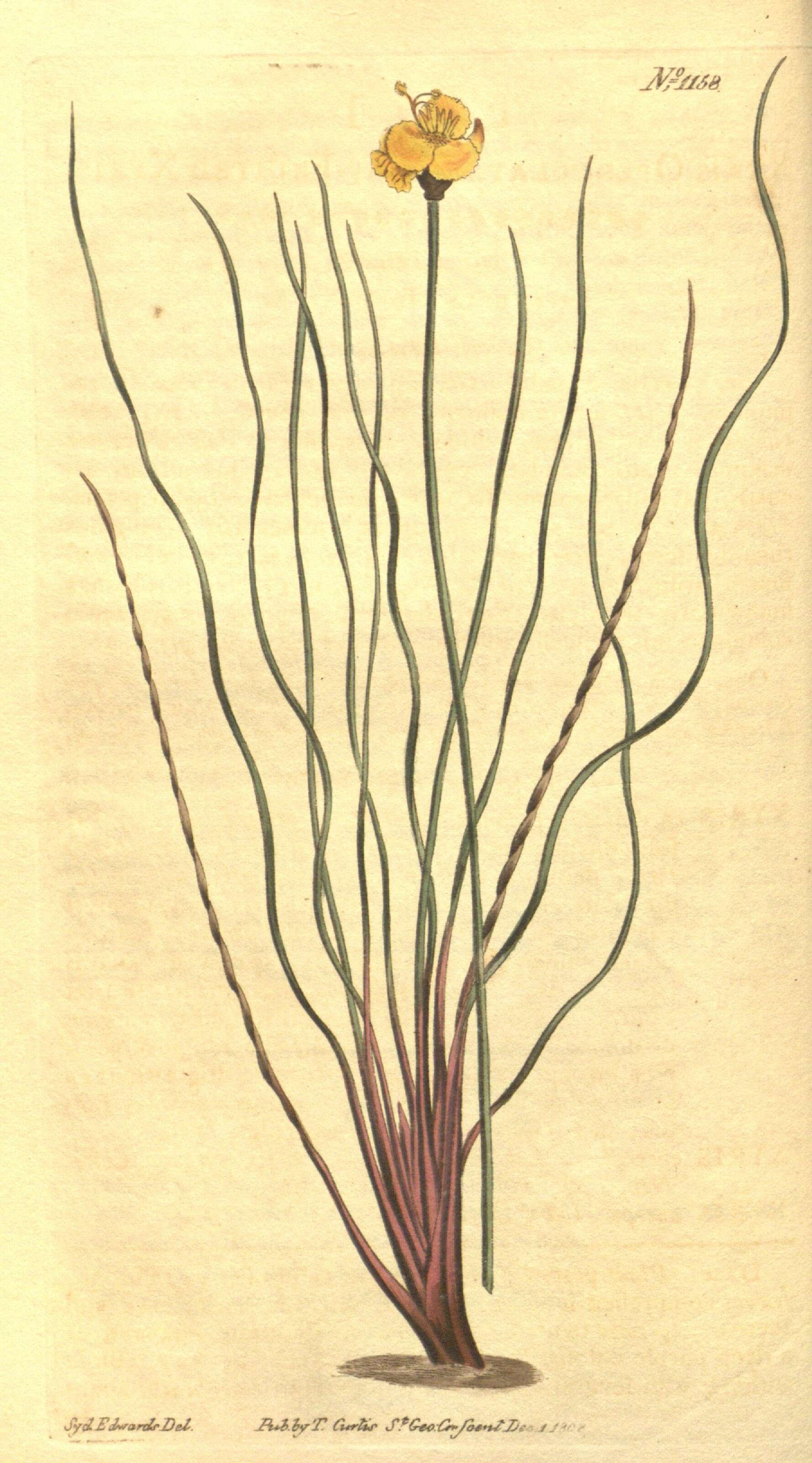 Image de Xyridaceae