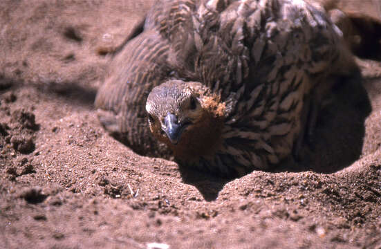 Image of Swamp Francolin