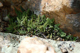 Image of coastal lipfern