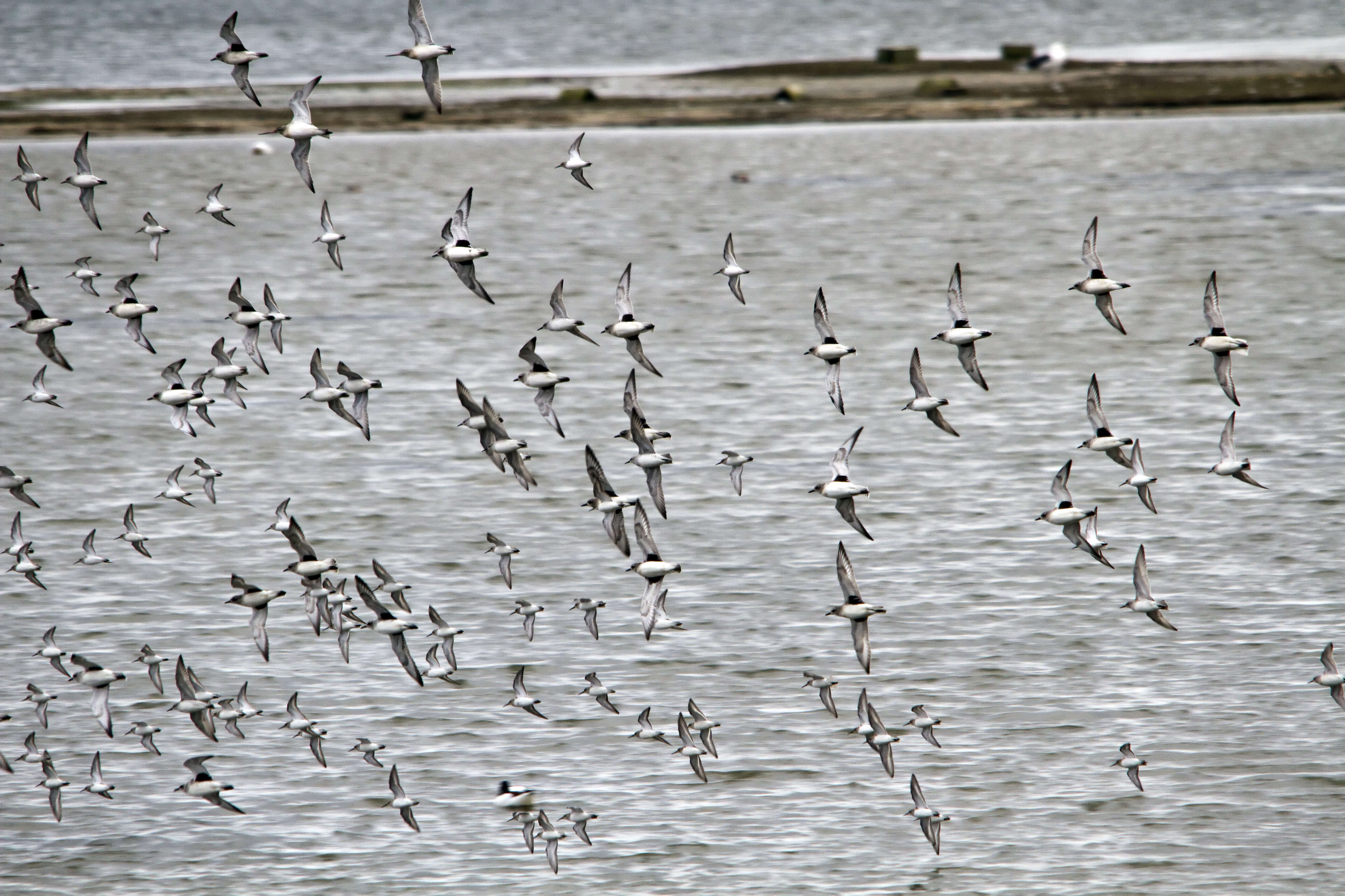 Image of Dunlin