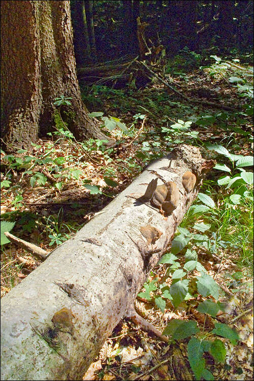 Image of Phellinus