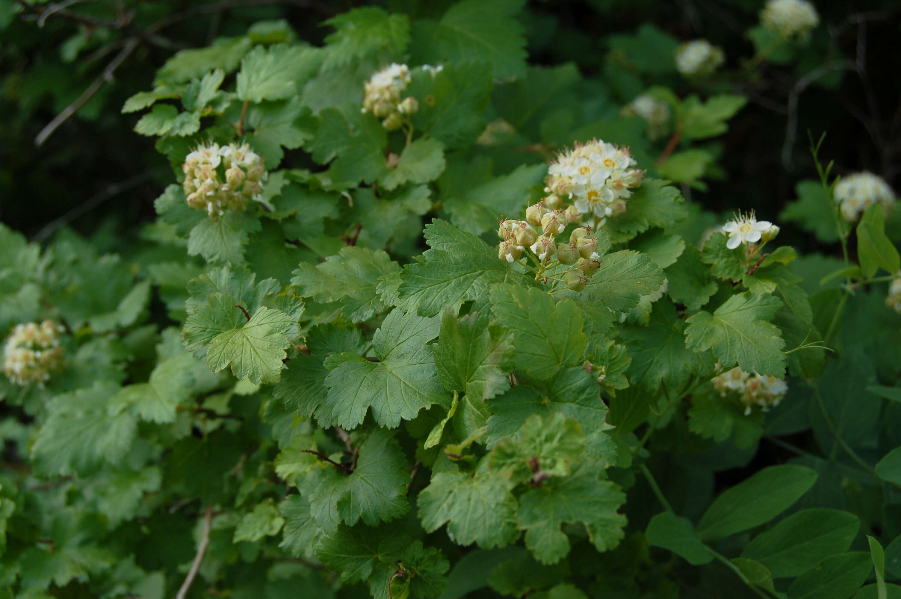 Plancia ëd Physocarpus malvaceus (Greene) Kuntze