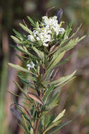 Image of Lomatia polymorpha R. Br.