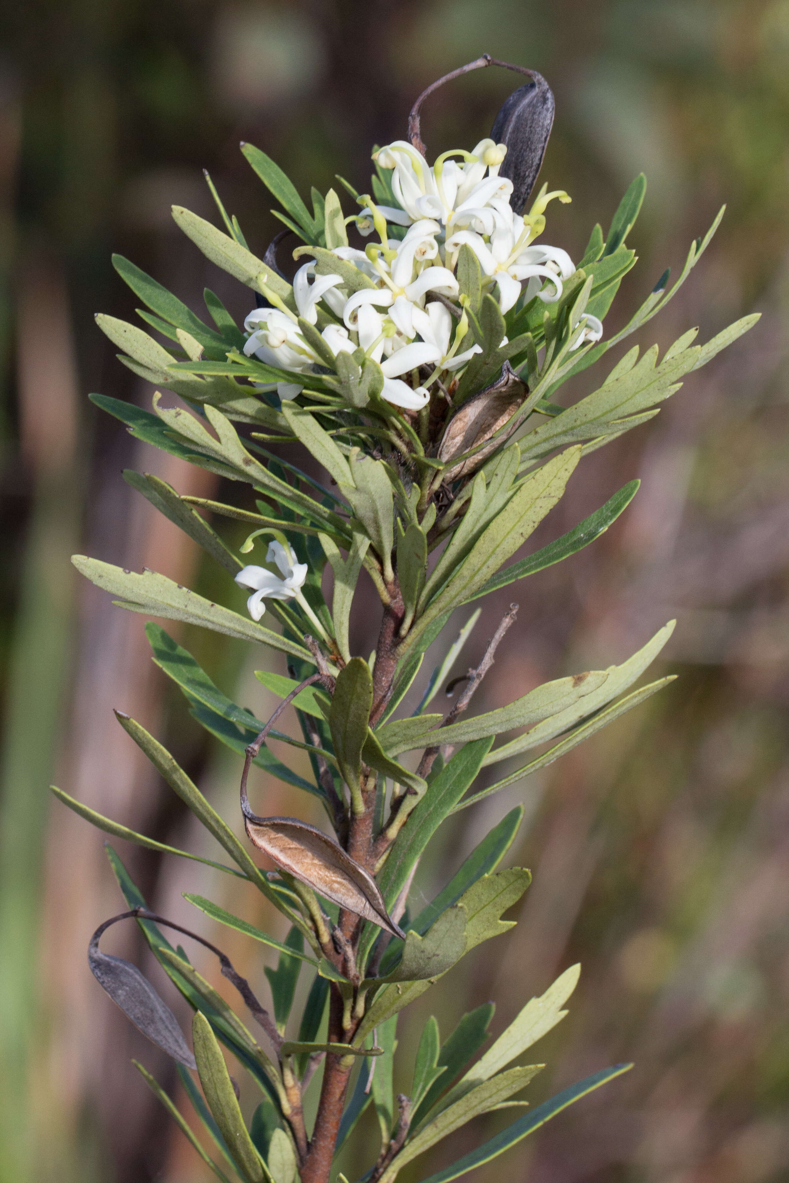 Image of Lomatia polymorpha R. Br.