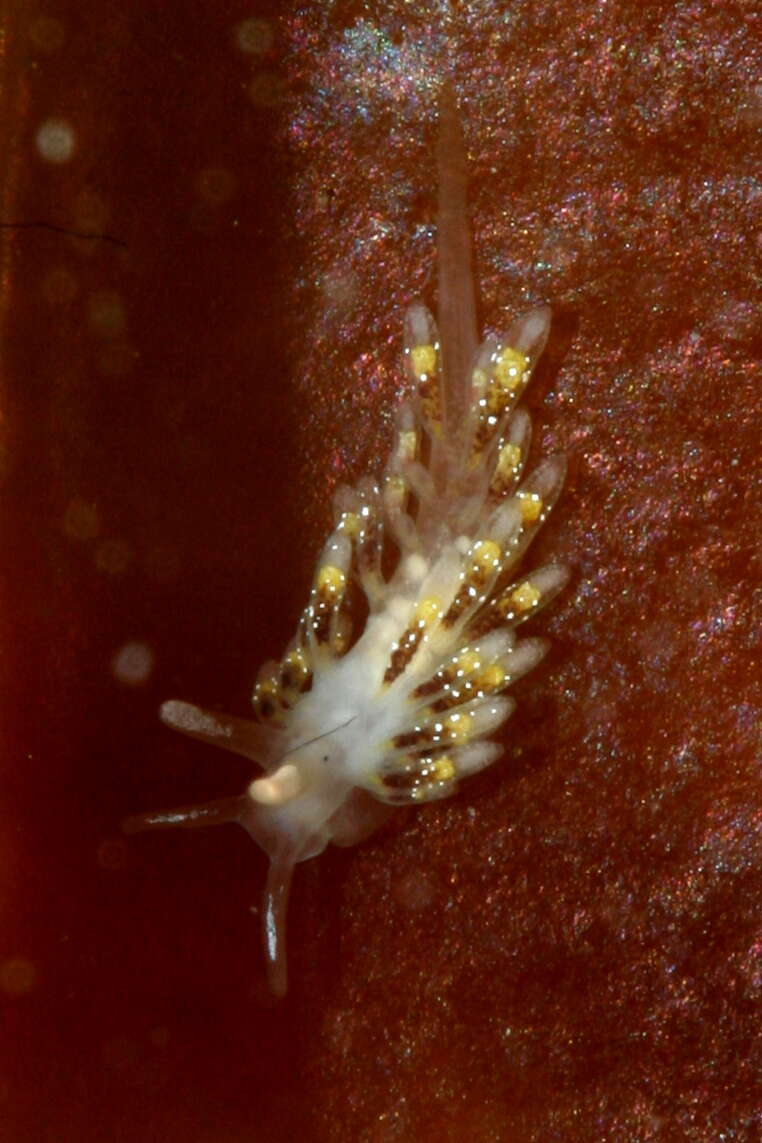 Image of Trinchesiidae F. Nordsieck 1972