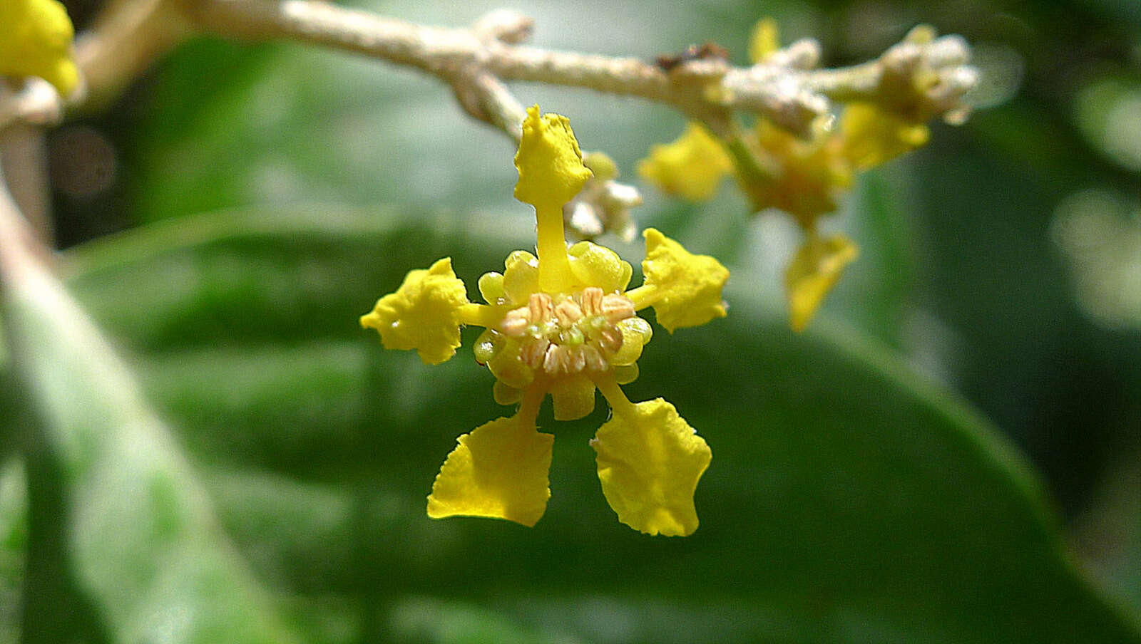 صورة Niedenzuella sericea (A. Juss.) W. R. Anderson