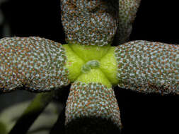 Image of Yagrumo Hembra, Trumpet-Tree